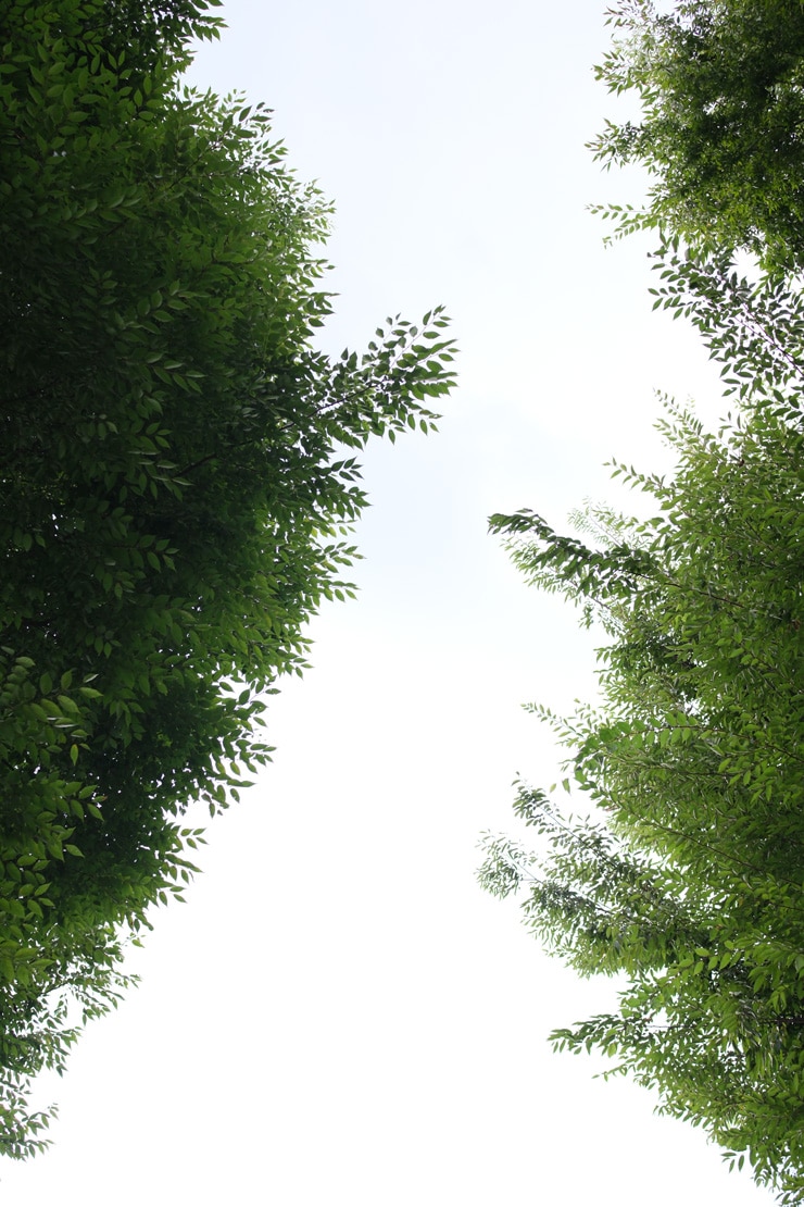 Voigtlander NOKTON 35mm F0.9 Aspherical X-mount フリンジF2.8作例