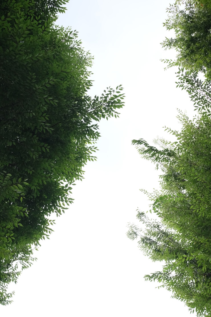 Voigtlander NOKTON 35mm F0.9 Aspherical X-mount フリンジF5.6作例