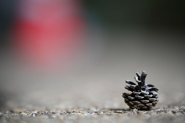 Nikon（ニコン）Z 7Ⅱ・NIKKOR Z 70-180mm f/2.8 作例：松ぼっくり