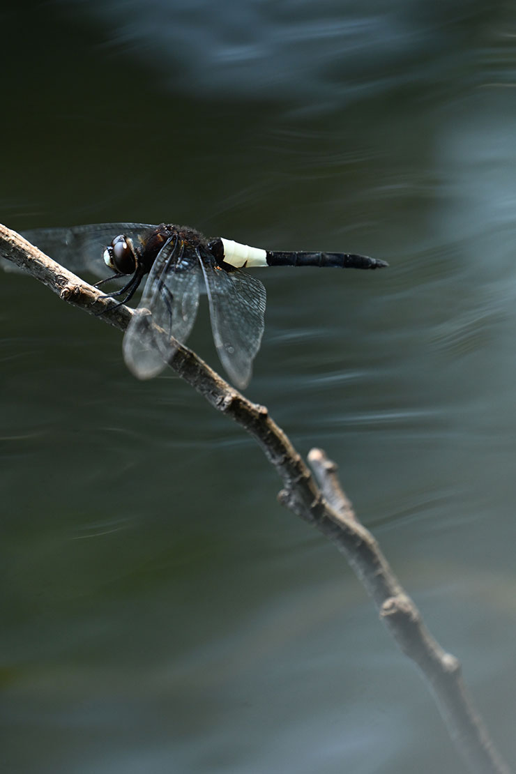 Nikon（ニコン）Z 7Ⅱ・NIKKOR Z 70-180mm f/2.8 作例：トンボ