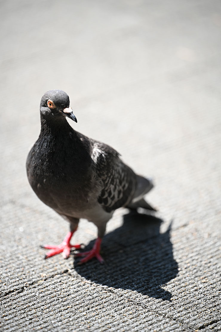 Nikon（ニコン）Z 7Ⅱ・NIKKOR Z 70-180mm f/2.8 作例：ハト