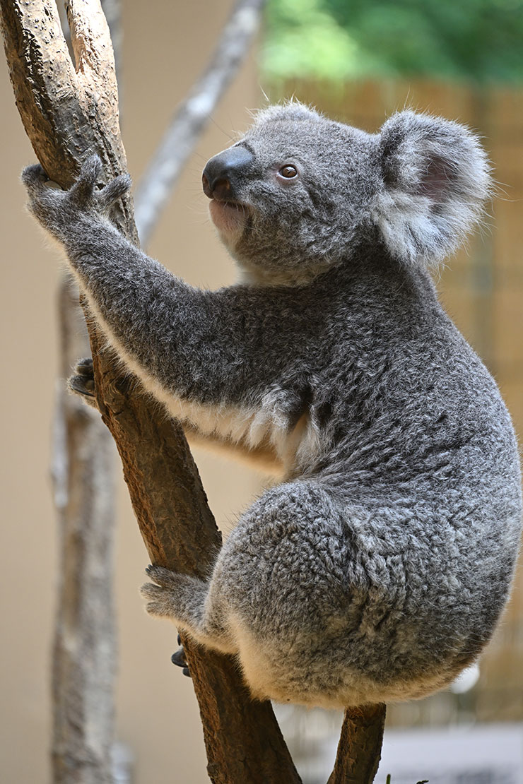 ニコンZ9・NIKKOR Z 24-200mm f/4-6.3 VR 作例：コアラ