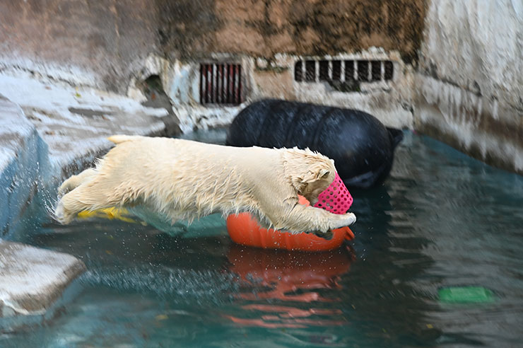 ニコンZ 9・NIKKOR Z 24-200mm f/4-6.3 VR 作例：シロクマ