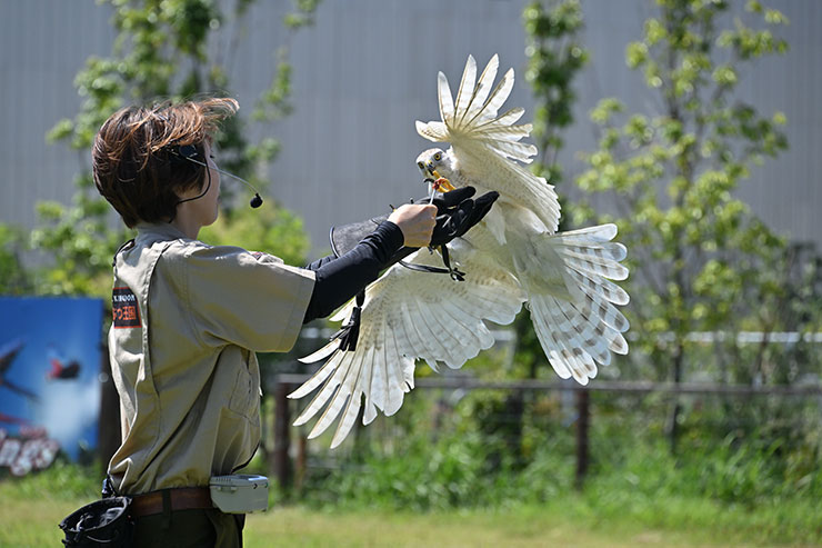 ニコンZ 9・NIKKOR Z 24-200mm f/4-6.3 VR 作例：タカ