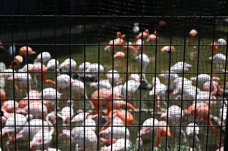 ニコンZ 9・NIKKOR Z 24-200mm f/4-6.3 VR 作例：フラミンゴ