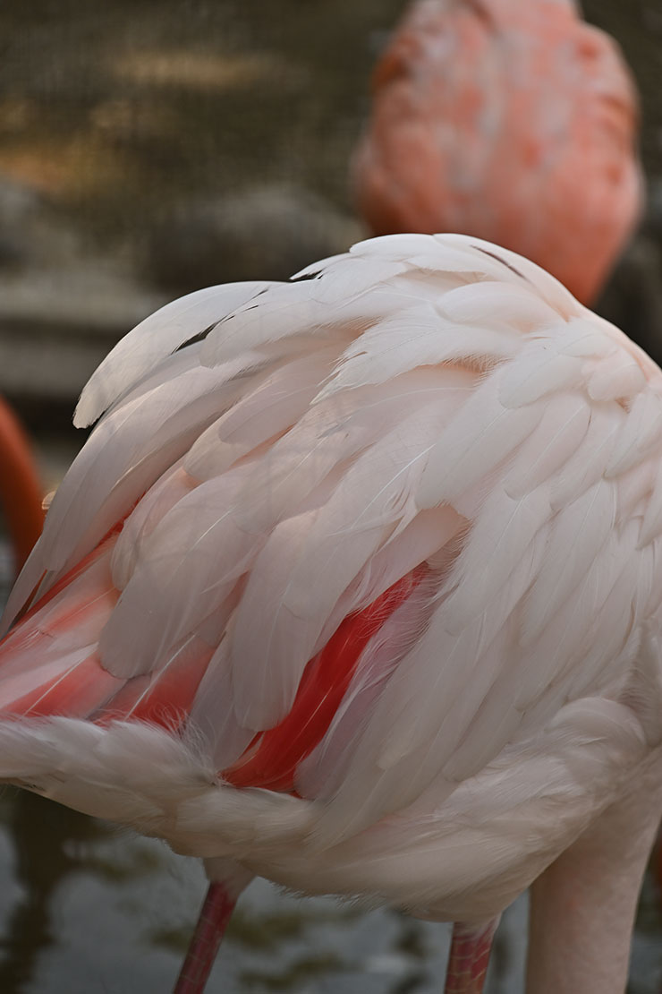 ニコンZ 9・NIKKOR Z 24-200mm f/4-6.3 VR 作例：フラミンゴアップ