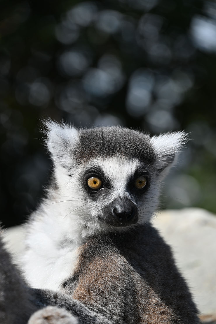 Nikon Z 6Ⅱ・NIKKOR Z 24-200mm f/4-6.3 VR 作例：ワオキツネザル