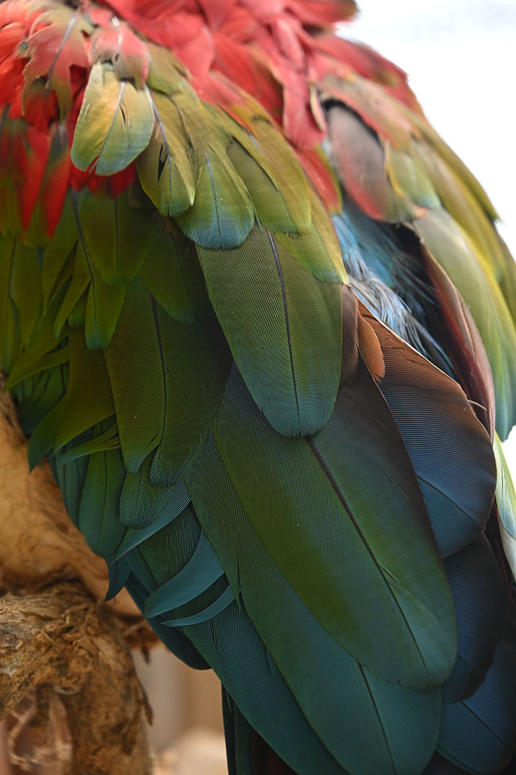 Nikon Z 9・NIKKOR Z 24-200mm f/4-6.3 VR 作例：オウムアップ