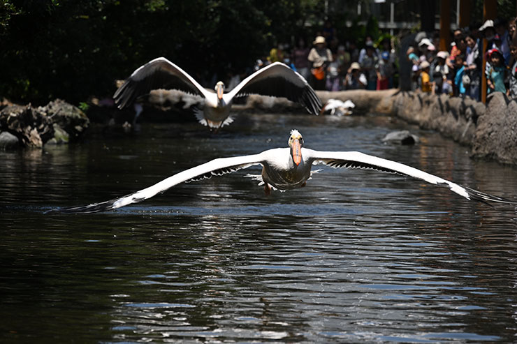 Nikon Z 9・NIKKOR Z 24-200mm f/4-6.3 VR 作例：ペリカン