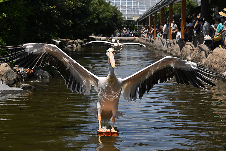 Nikon Z 9・NIKKOR Z 24-200mm f/4-6.3 VR 作例：ペリカン接近