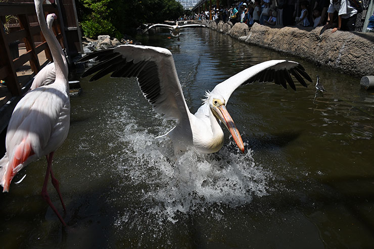 Nikon Z 9・NIKKOR Z 24-200mm f/4-6.3 VR 作例：ペリカン着水