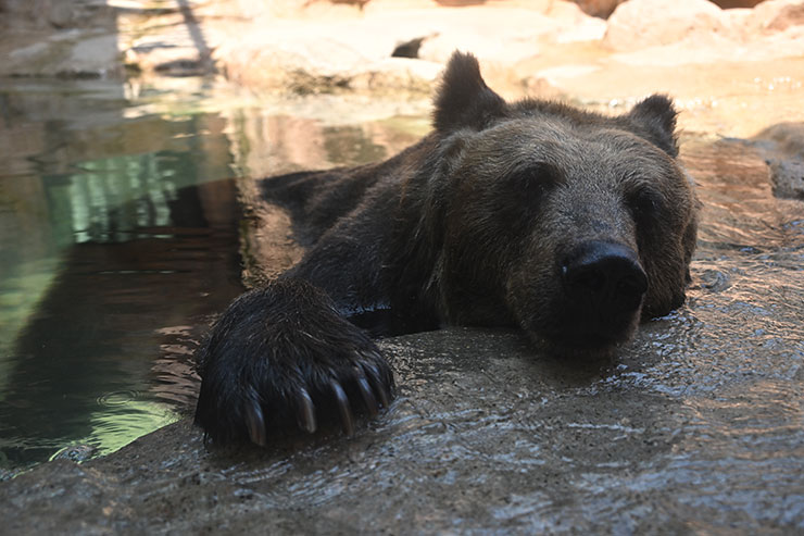 Nikon Z 9・NIKKOR Z 24-200mm f/4-6.3 VR 作例：クマ