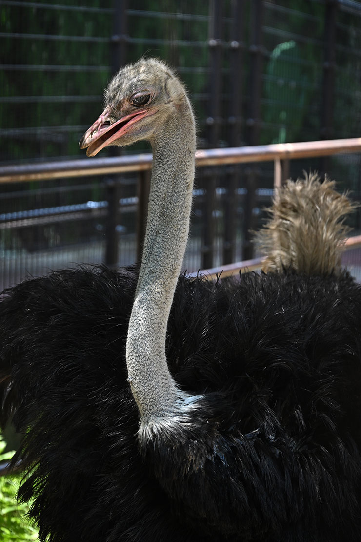 Nikon Z 9・NIKKOR Z 24-200mm f/4-6.3 VR 作例：ダチョウ