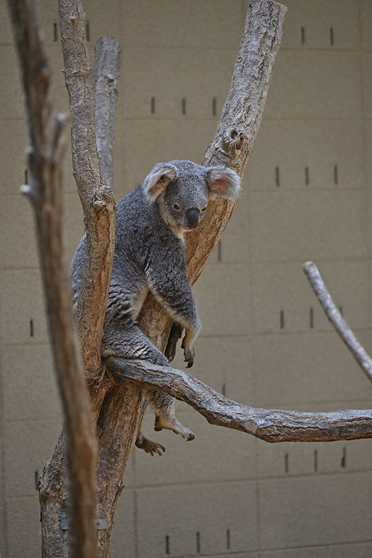 Nikon Z 9・NIKKOR Z 24-200mm f/4-6.3 VR 作例：木の上のコアラ