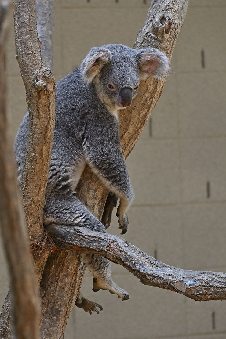 Nikon Z 9・NIKKOR Z 24-200mm f/4-6.3 VR 作例：木の上のコアラ接近