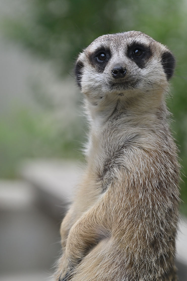 Nikon Z 9・NIKKOR Z 24-200mm f/4-6.3 VR 作例：ミーアキャット