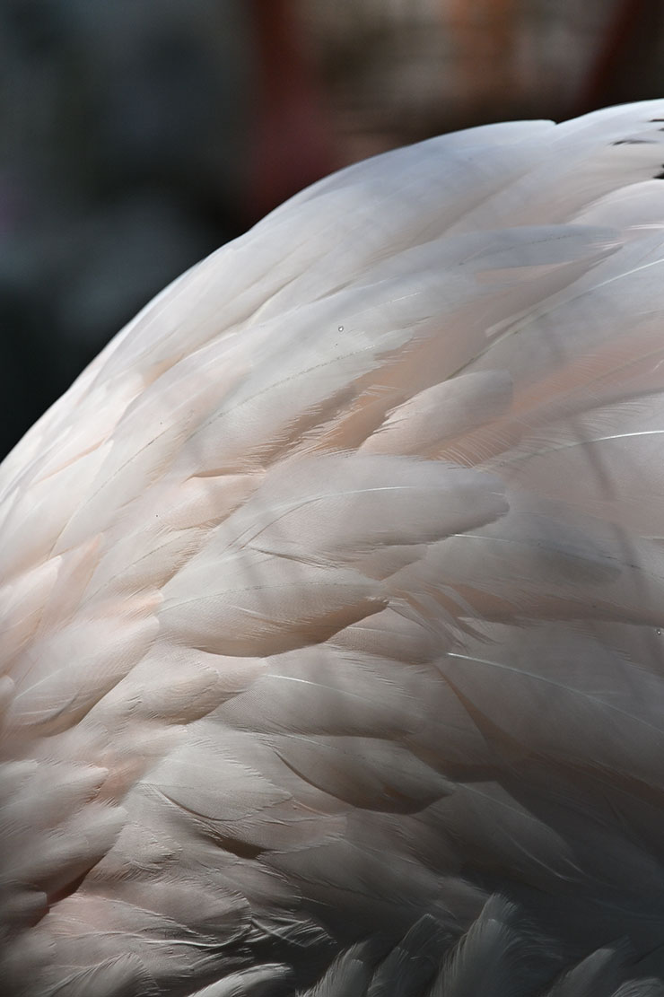 Nikon Z 9・NIKKOR Z 24-200mm f/4-6.3 VR 作例：フラミンゴの羽