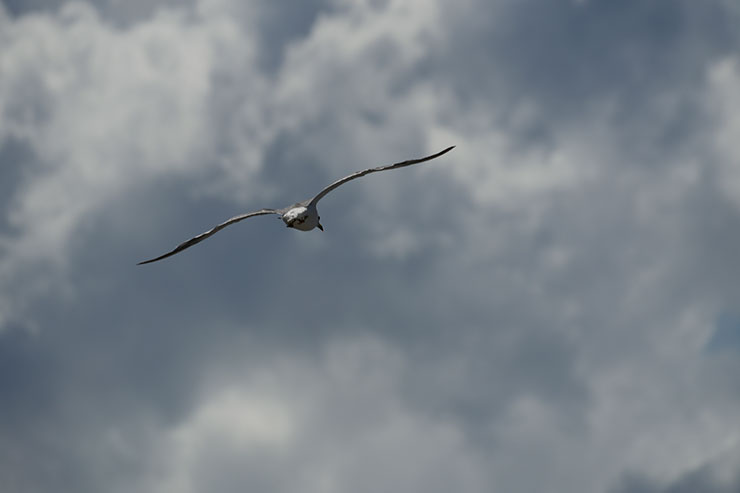 α6700雲を背景に飛翔するカモメ作例