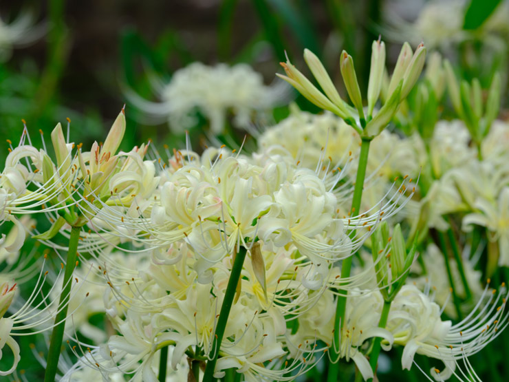 FUJIFILM GFX 100 II ・GF250mmF4 R LM OIS WR・250mm（35mm判換算198mm）で撮影した白い曼殊沙華の画像