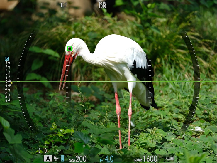 FUJIFILM GFX 100 IIの被写体検出設定「鳥」にした場合のモニター画面の画像