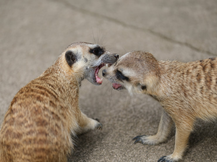 FUJIFILM GFX 100 II ・GF250mmF4 R LM OIS WR・250mm（35mm判換算198mm）で撮影したミーアキャット2匹の画像