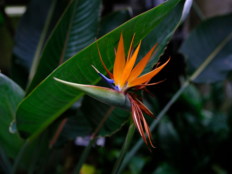 GF55mmF1.7 R WR作例（花）