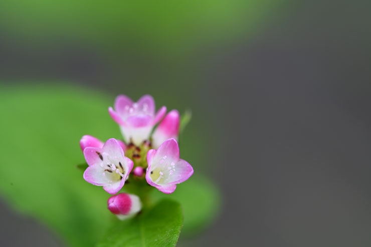 フルサイズカメラで撮影したピンク色の花の写真