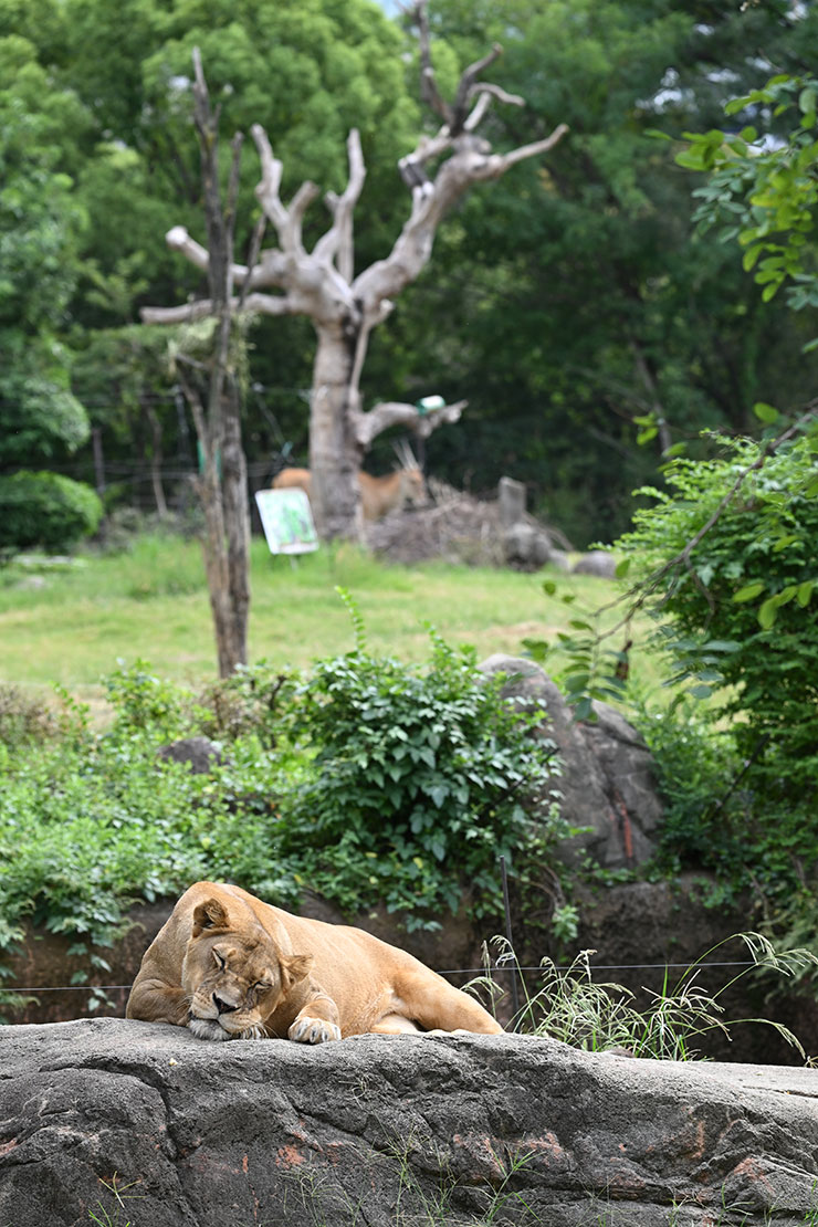 Nikon NIKKOR Z 180-600mm f/5.6-6.3 VR作例（昼寝するライオン）