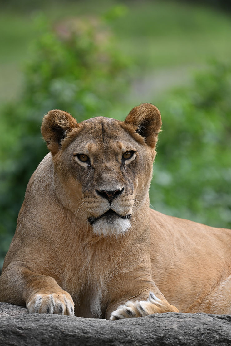 Nikon NIKKOR Z 180-600mm f/5.6-6.3 VR作例（ライオン）