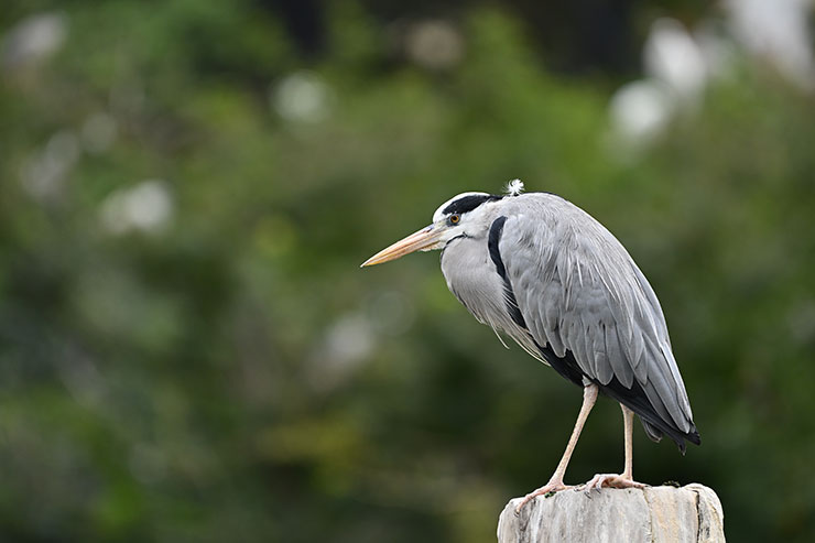 Nikon NIKKOR Z 180-600mm f/5.6-6.3 VR作例（アオサギ）