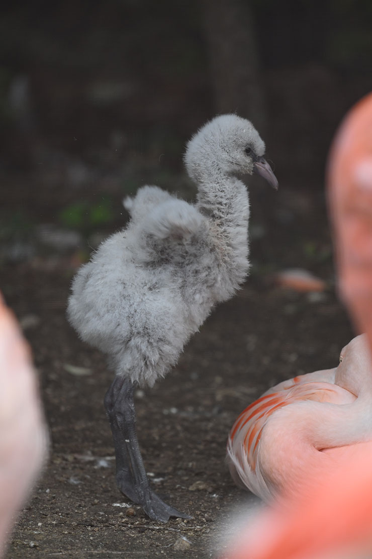 Nikon NIKKOR Z 180-600mm f/5.6-6.3 VR作例（フラミンゴのヒナ）