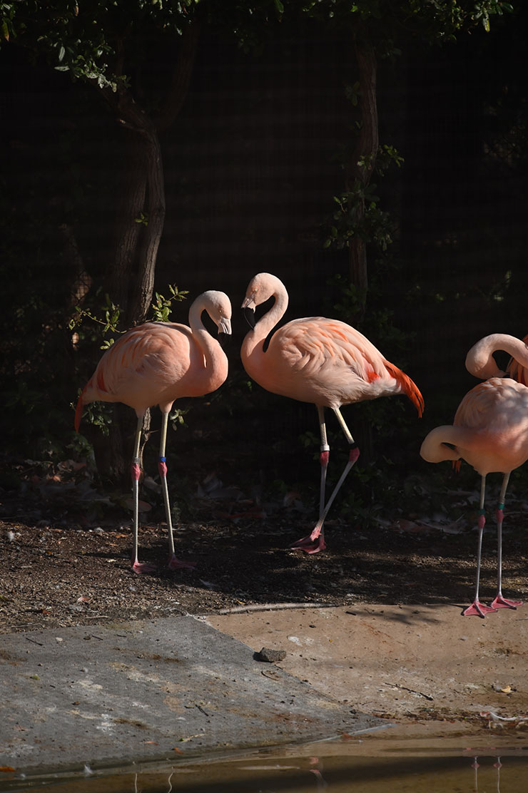 Nikon NIKKOR Z 24-200ｍｍ f/4-6.3 VRで撮影したフラミンゴの画像