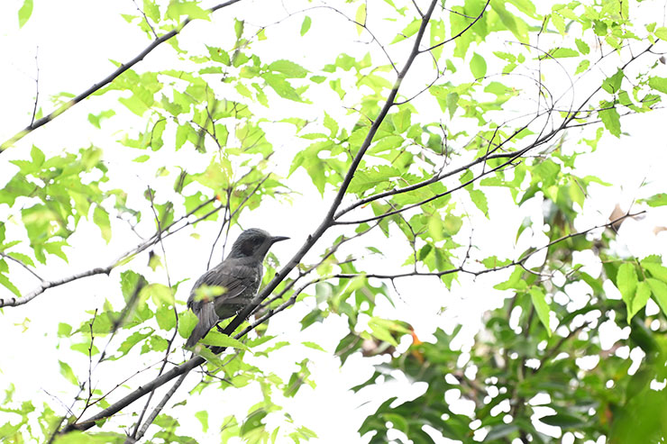 Nikon NIKKOR Z 180-600mm f/5.6-6.3 VR作例（ヒヨドリ）