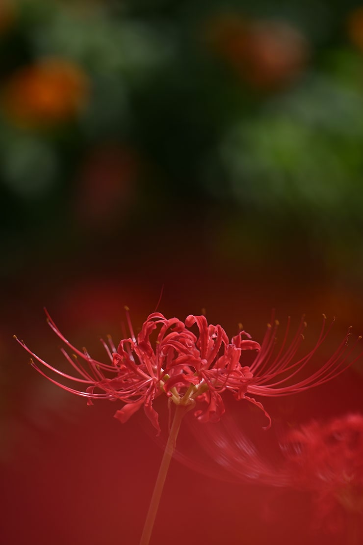 Nikon NIKKOR Z 180-600mm f/5.6-6.3 VR作例（曼殊沙華）