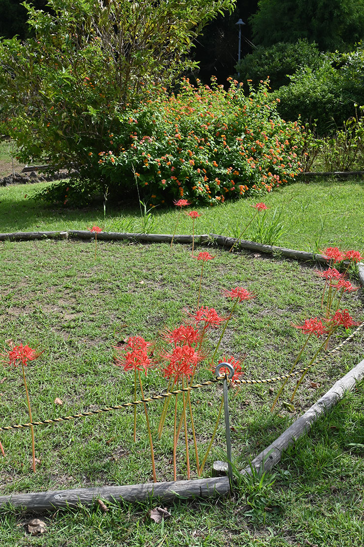 Nikon NIKKOR Z 180-600mm f/5.6-6.3 VR曼殊沙華作例撮影状況