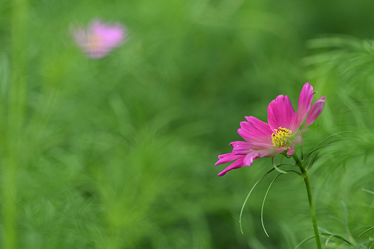 Nikon NIKKOR Z 180-600mm f/5.6-6.3 VR広角側マクロ作例（コスモス）