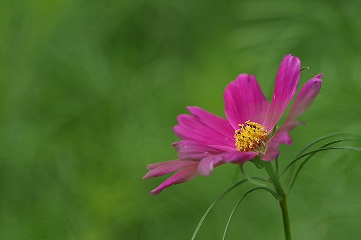 Nikon NIKKOR Z 180-600mm f/5.6-6.3 VR望遠側マクロ作例（コスモス）