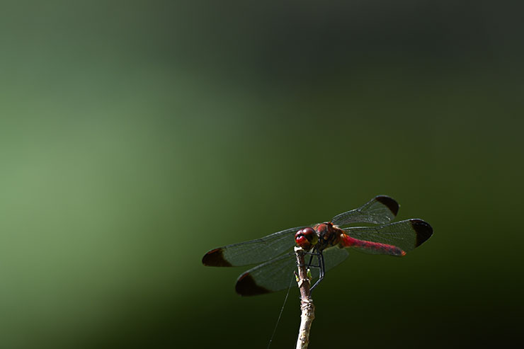 Nikon NIKKOR Z 180-600mm f/5.6-6.3 VRマクロ作例（トンボ）