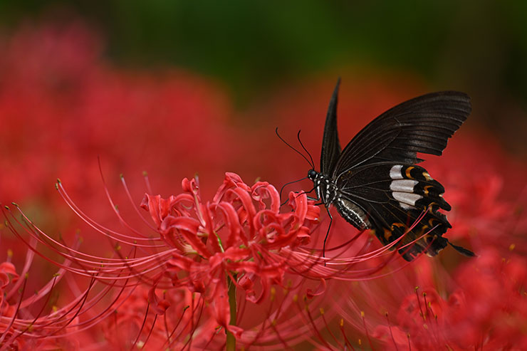 Nikon NIKKOR Z 180-600mm f/5.6-6.3 VRマクロ作例（曼殊沙華とチョウ）