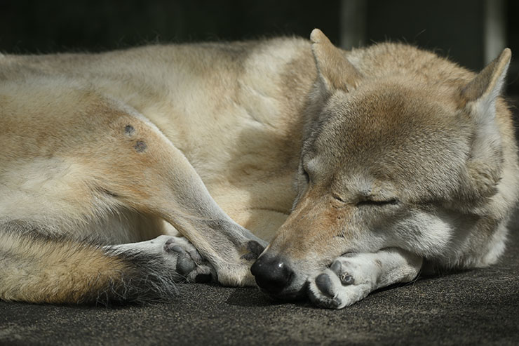 Nikon NIKKOR Z 180-600mm f/5.6-6.3 VR作例（オオカミ）