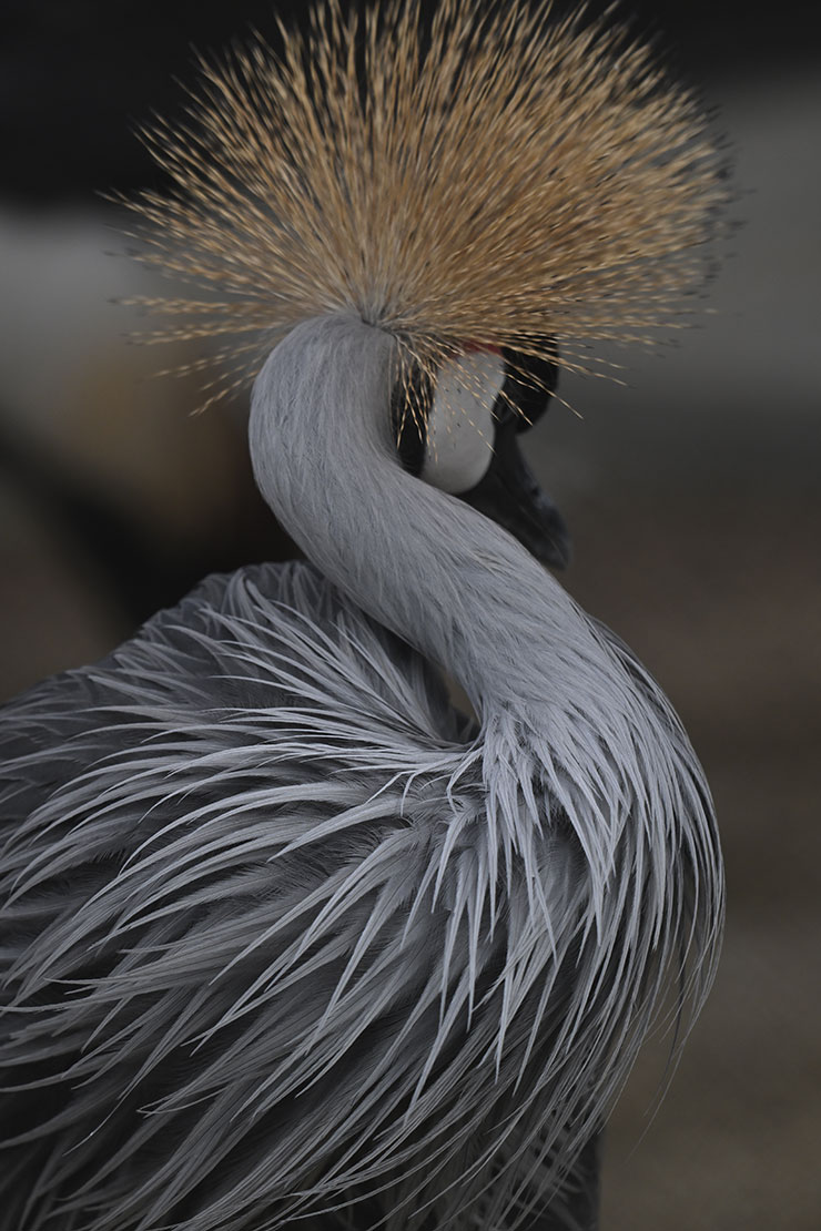 Nikon NIKKOR Z 180-600mm f/5.6-6.3 VR作例（ツル）