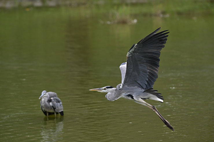 Nikon NIKKOR Z 180-600mm f/5.6-6.3 VR作例（飛翔するアオサギ）