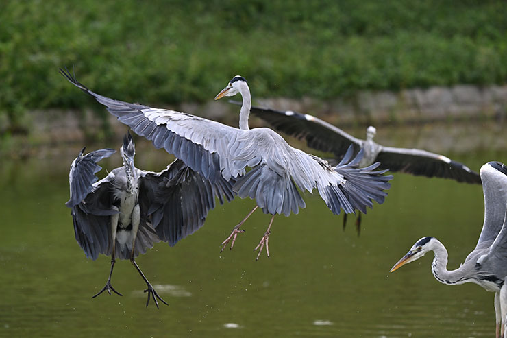 Nikon NIKKOR Z 180-600mm f/5.6-6.3 VR作例（2羽のアオサギ）