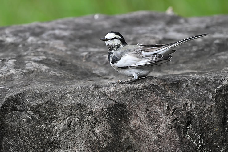 Nikon NIKKOR Z 180-600mm f/5.6-6.3 VR作例（セキレイ）