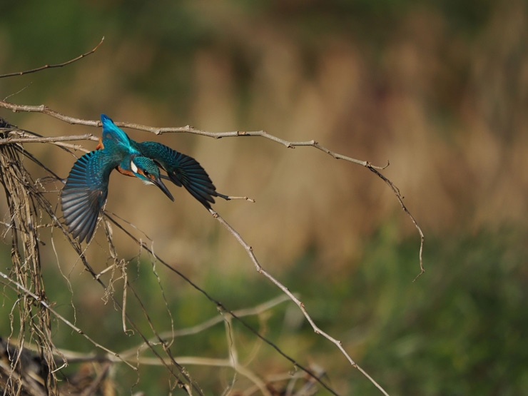 野鳥写真作例