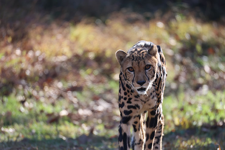 Canon RF200-800mm F6.3-9 作例：チーター正面2