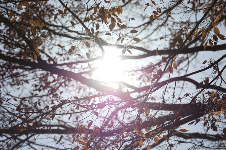 Canon RF200-800mm F6.3-9 フリンジ作例