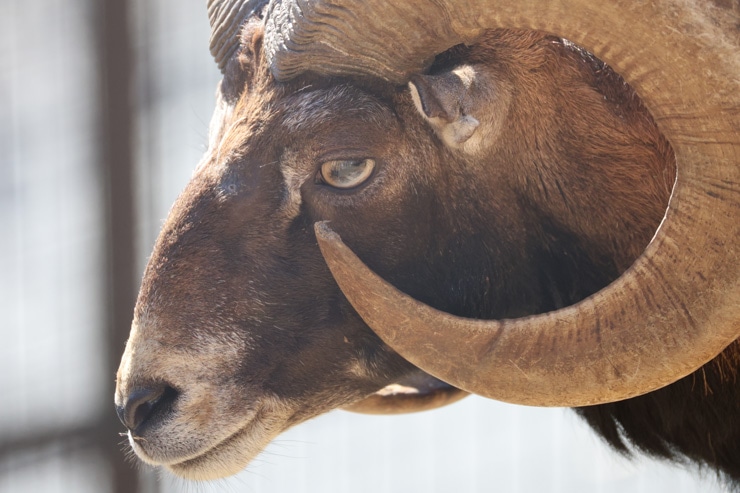 Canon RF200-800mm F6.3-9 フレア・ゴースト作例