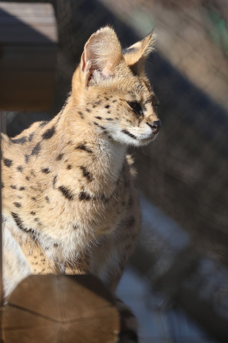 Canon RF200-800mm F6.3-9 600mm作例