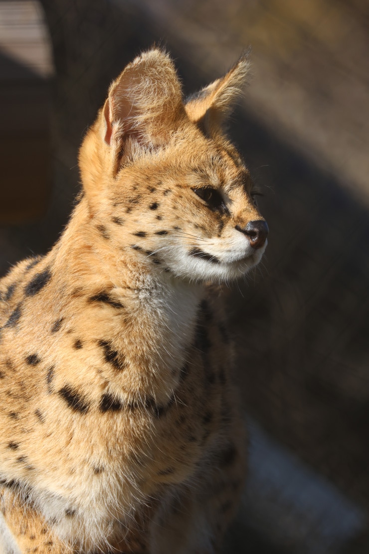 Canon RF200-800mm F6.3-9 800mm作例